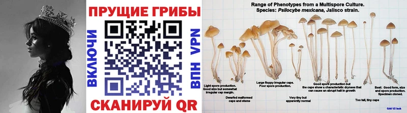 Псилоцибиновые грибы Psilocybine cubensis  Нижнеудинск 